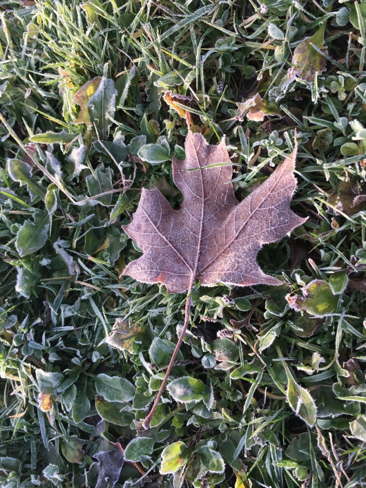 forsted-maple-leaf
